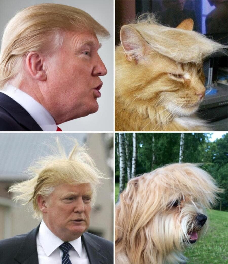 Donal trump animaux