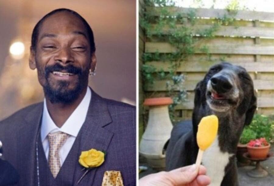 Snoop dog chien