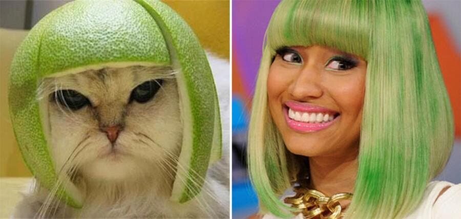 cheveux verts chat