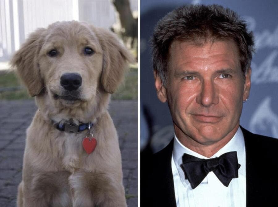 Harrisson Ford chien
