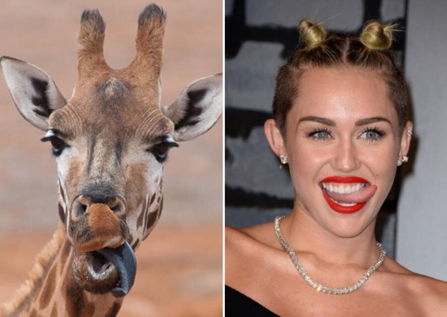 Miley Cyrus girafe