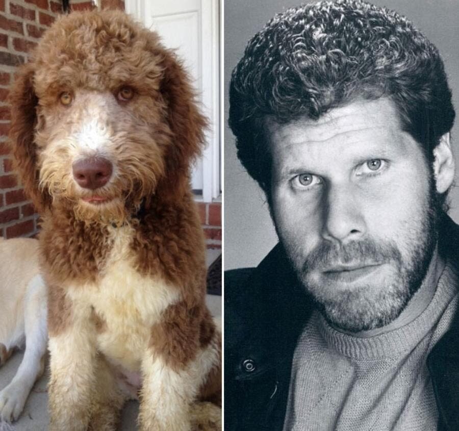Ron Perlman chien
