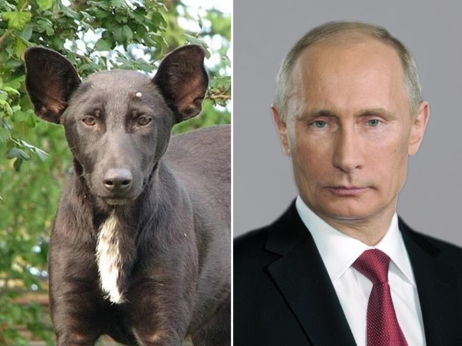 Poutine chien