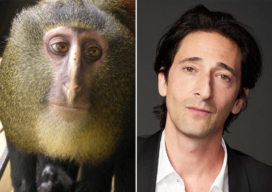 adrian Brody singe