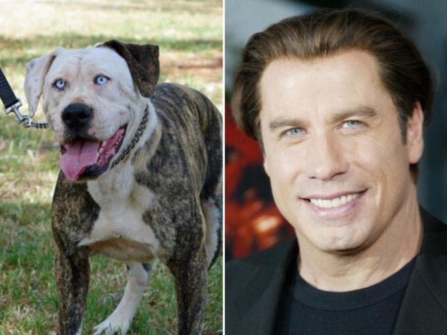 chien john travolta