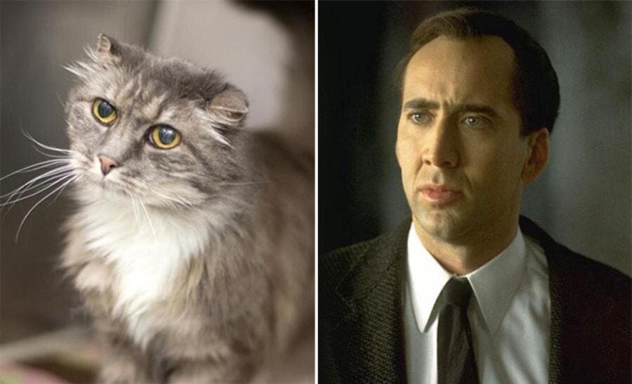 Nicolas Cage chat