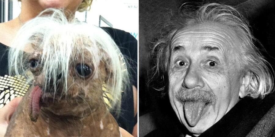 Einstein chien