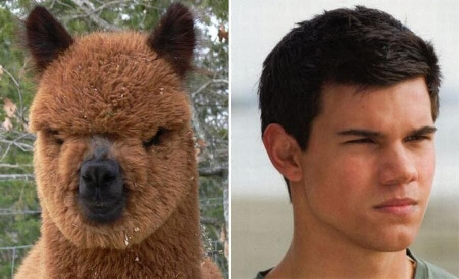 Taylor Lautner lama