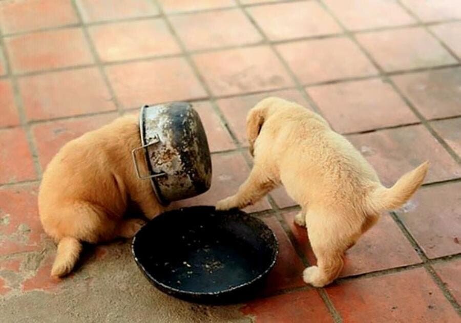 chiens casserole 
