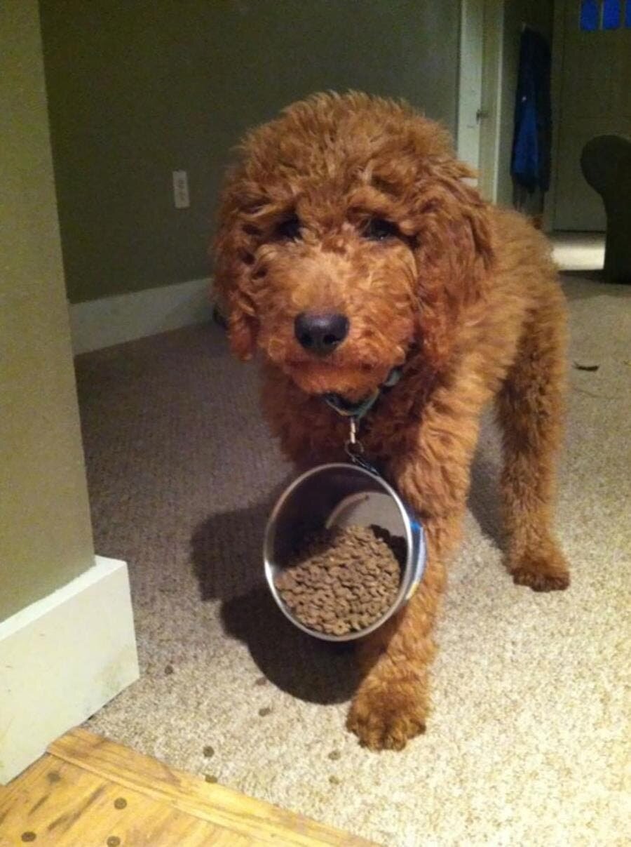 chien croquettes accroché