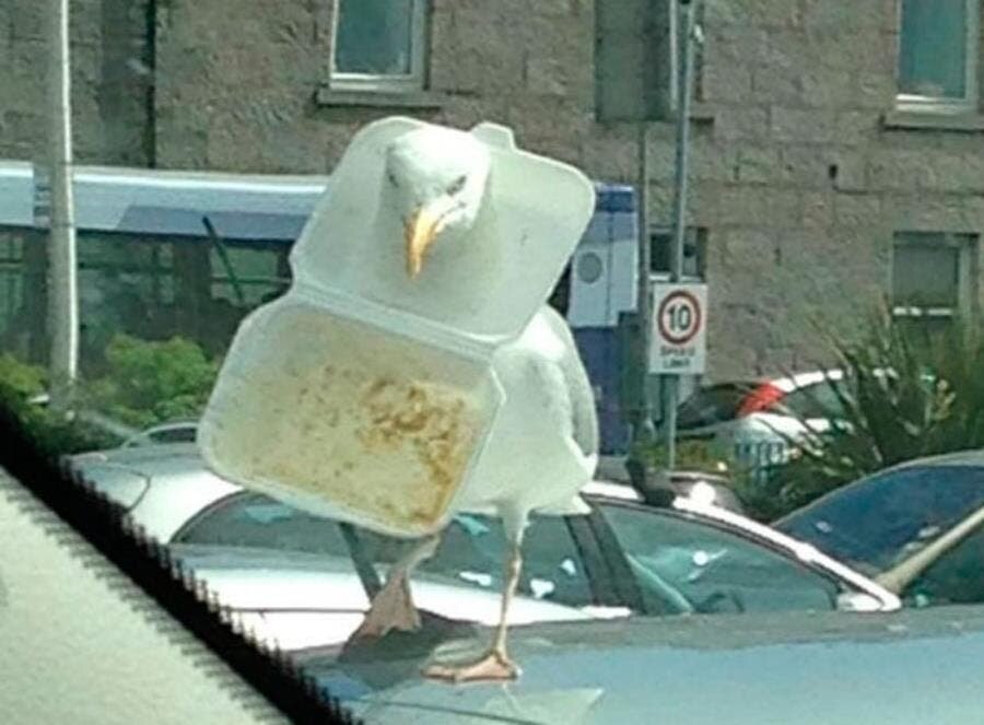 oiseau boîte 