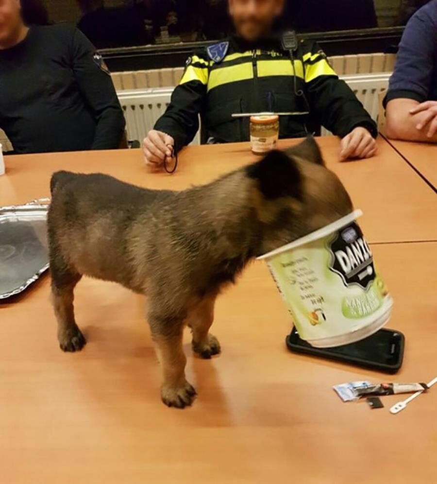 chien boîte tête
