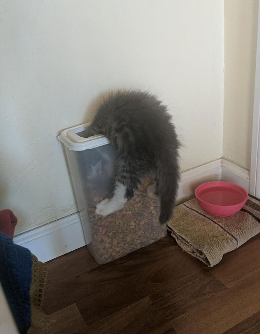 chat boîte croquettes