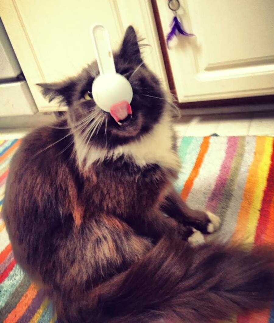 chat lécher cuillère