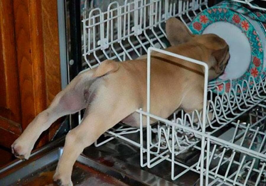 chien lave-vaisselle 