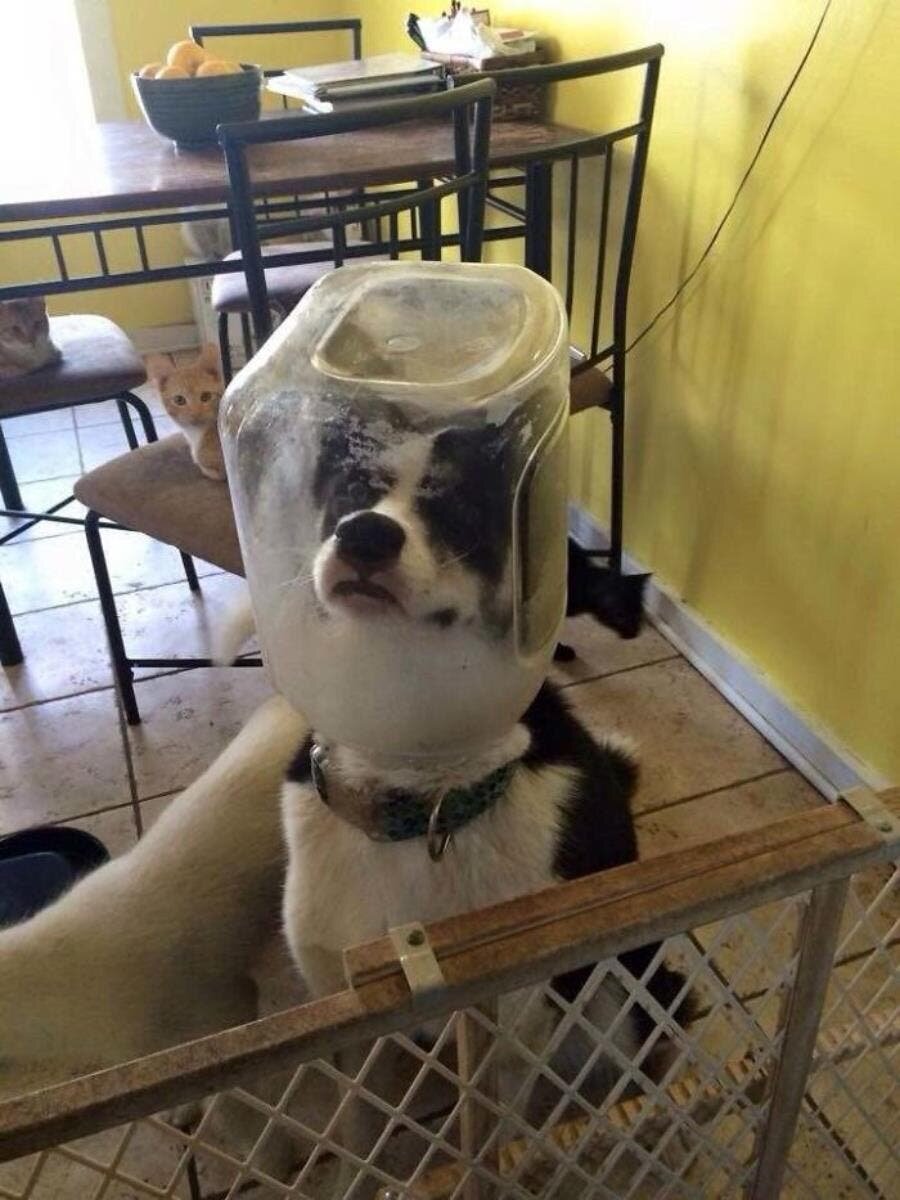 chien boîte tête