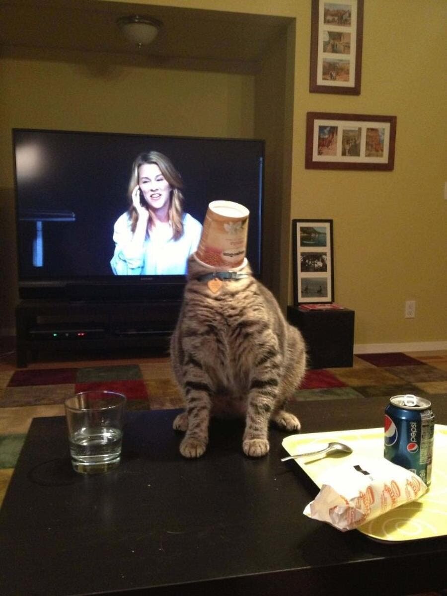 gobelet tête chat