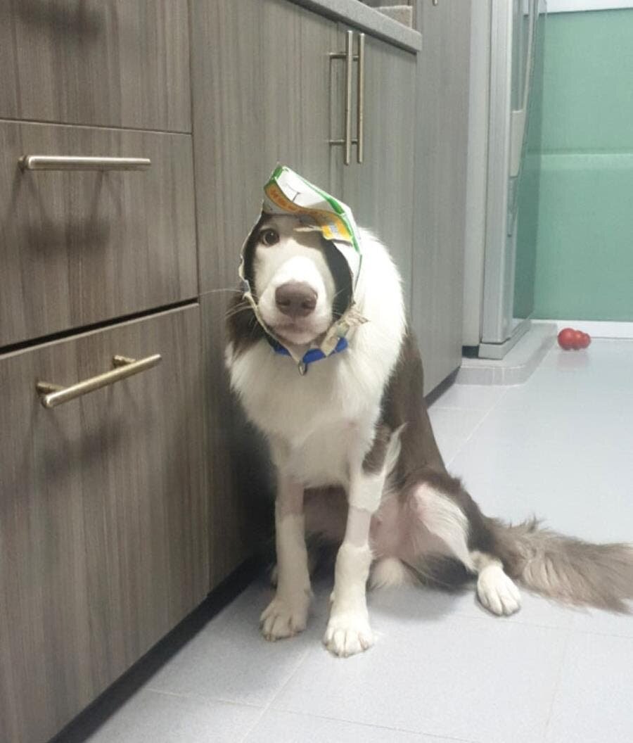 chien emballage papier