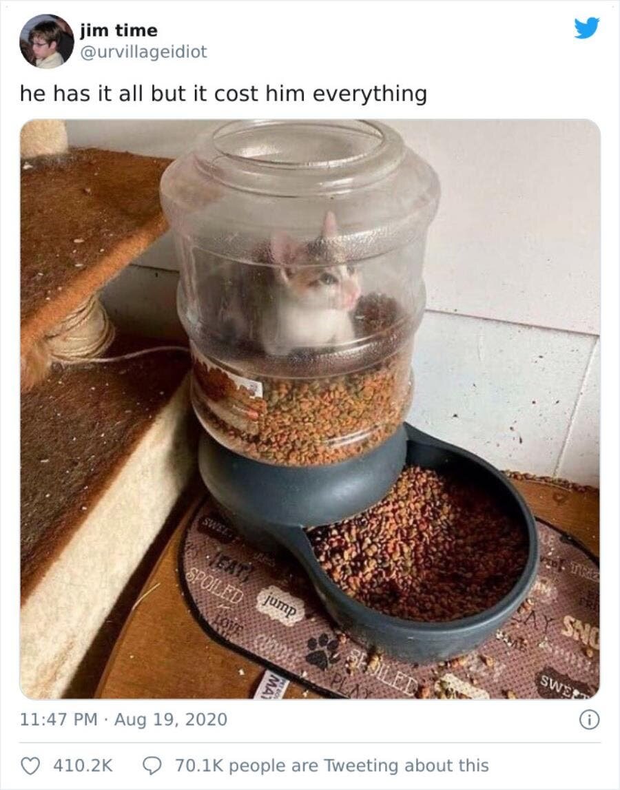 chat croquette distributeur