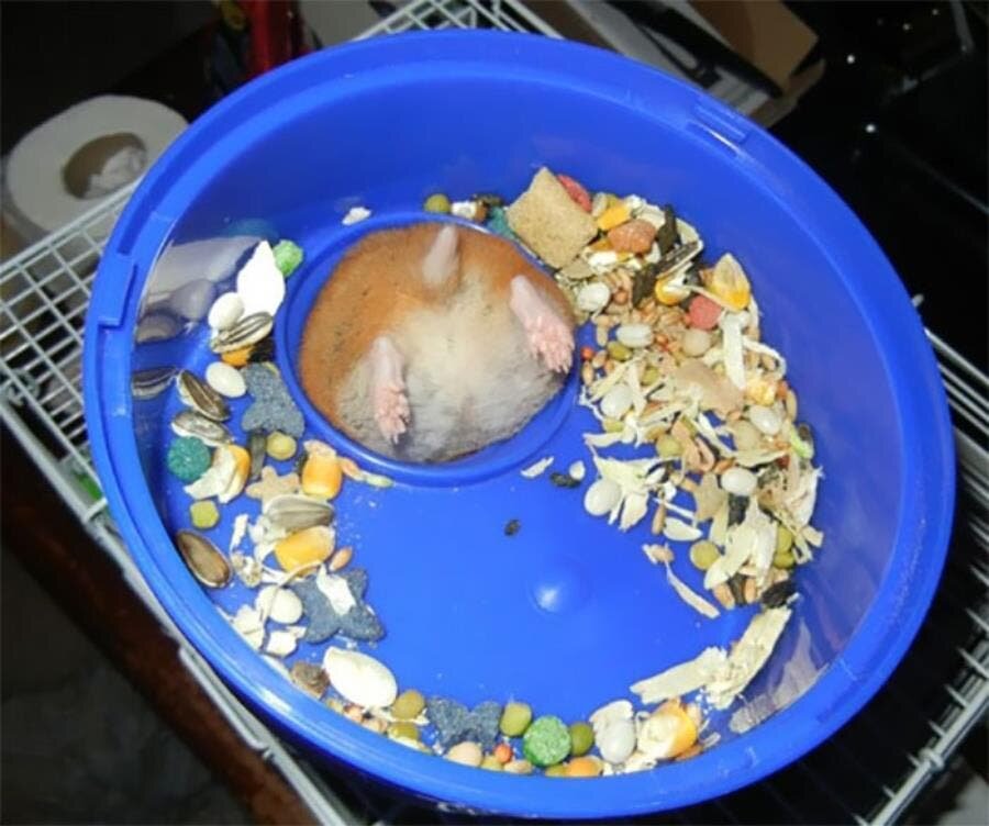 hamster coincé