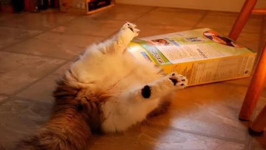 chat tête paquet