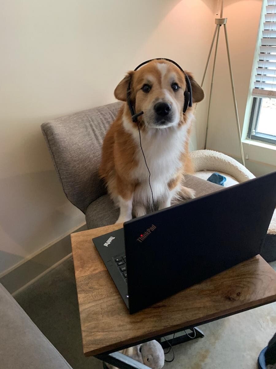 chien bureau casque