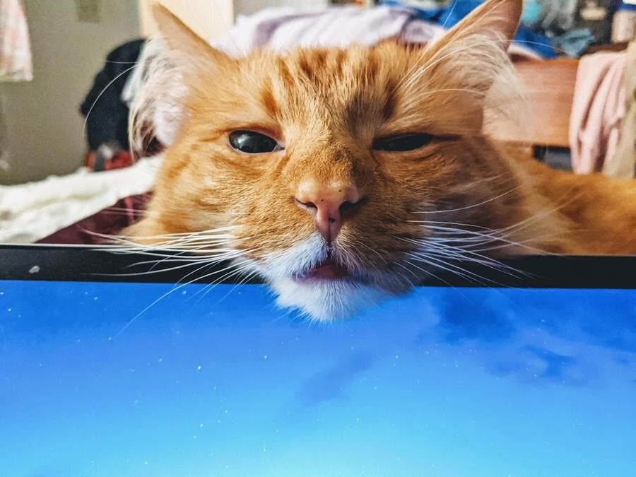 chat tête ordinateur