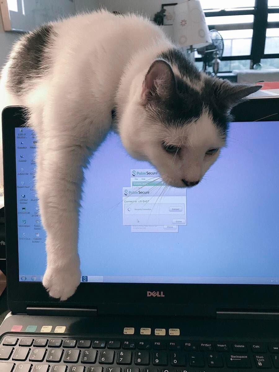 chat allongé ordinateur