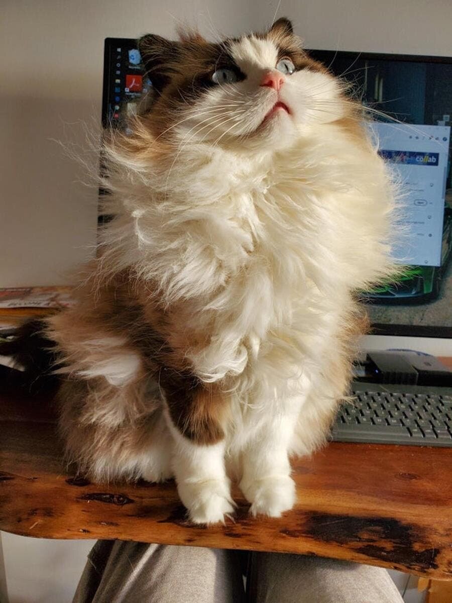 chat bureau