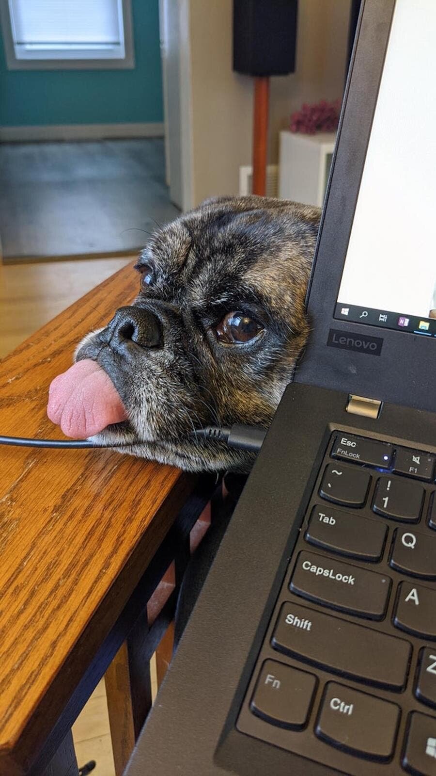 chien tête ordinateur