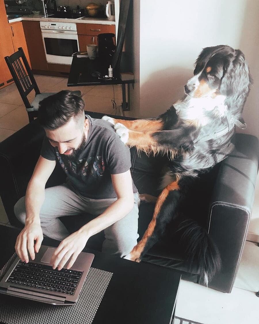chien masser homme