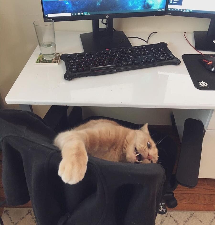 chat chaise bureau