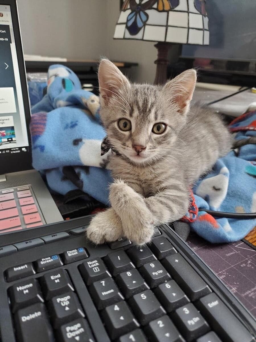 chat croiser pattes