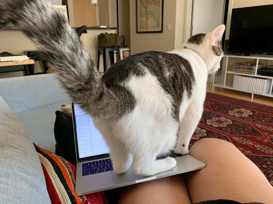 chat ordinateur debout
