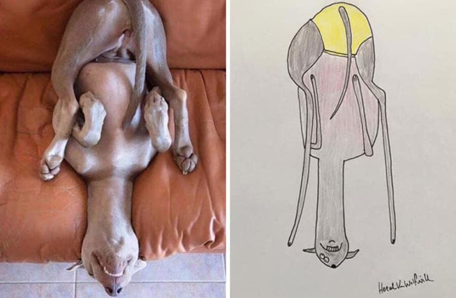 chien position