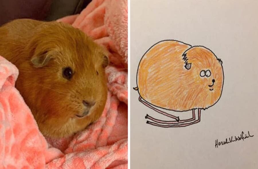 cochon d'Inde dessin