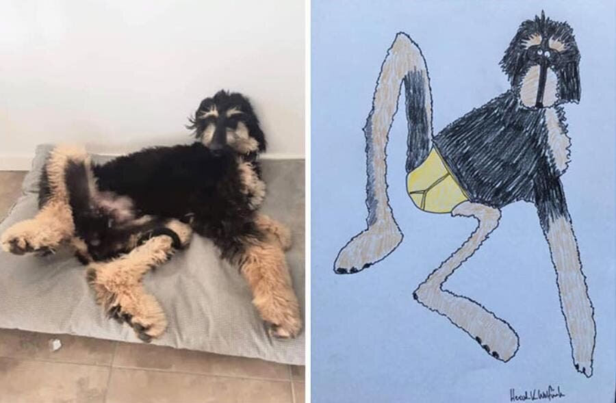 chien dessin