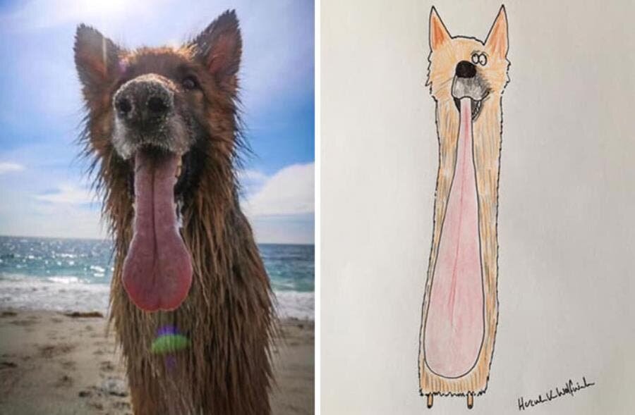 chien langue dessin