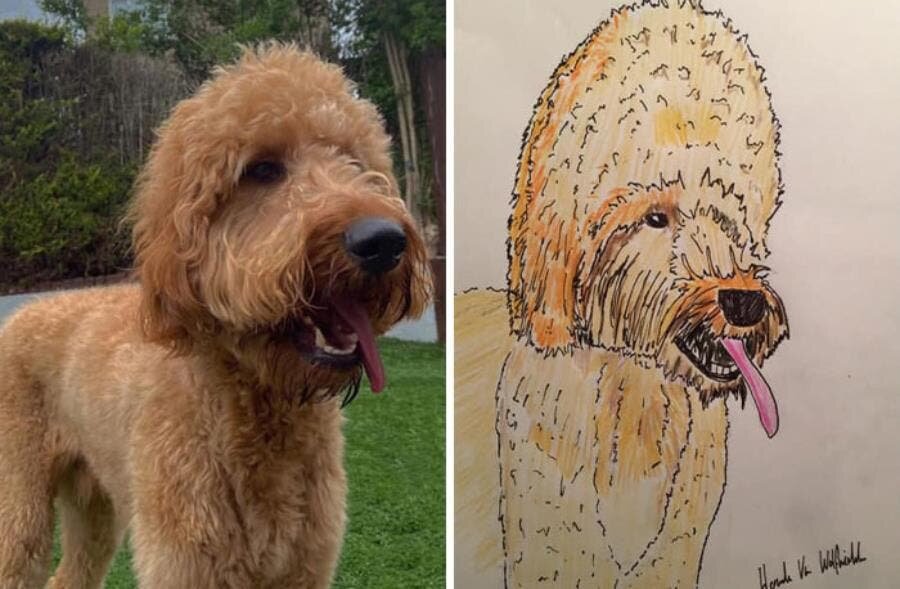 chien tête grosse