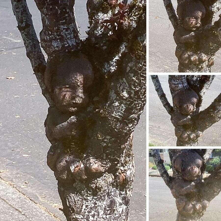 bébé arbre branches
