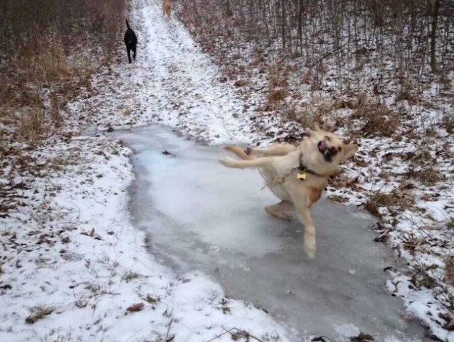 chien chute verglas