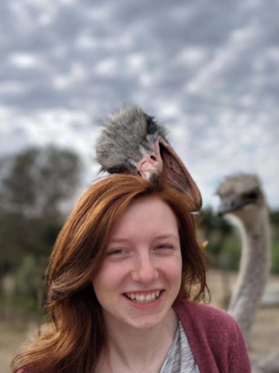animal mordre tête