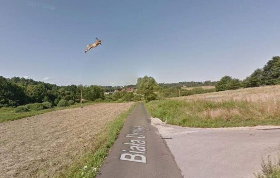 lièvre volant