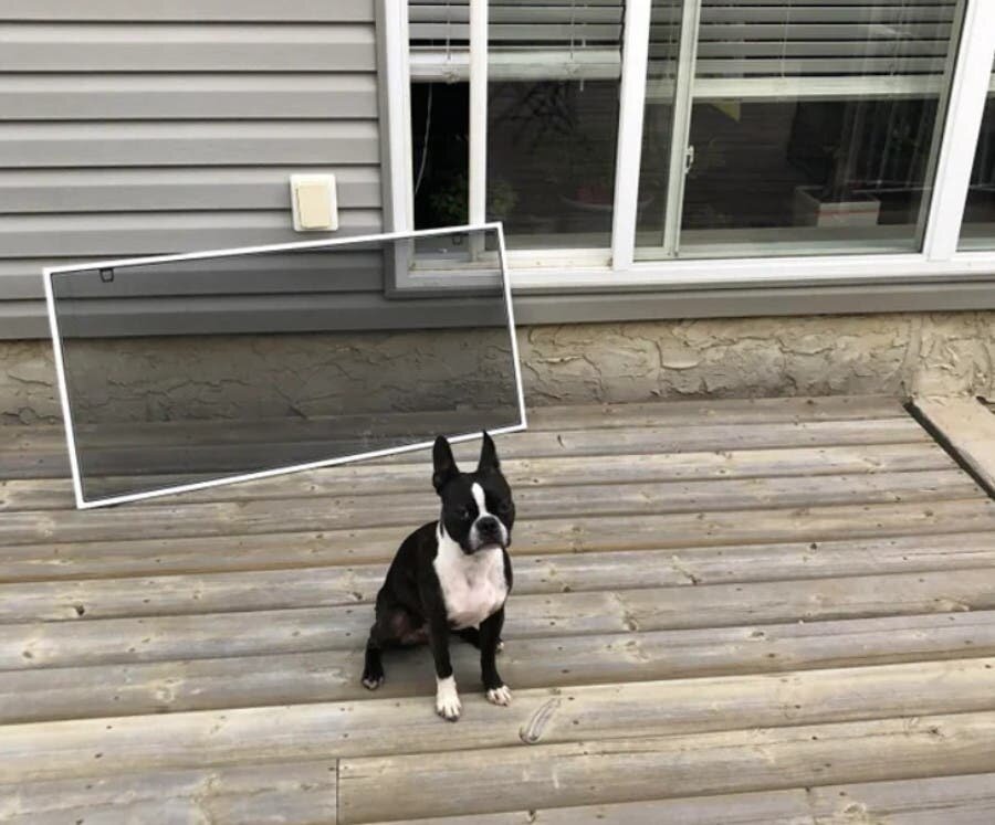 chien ouverture vitrine