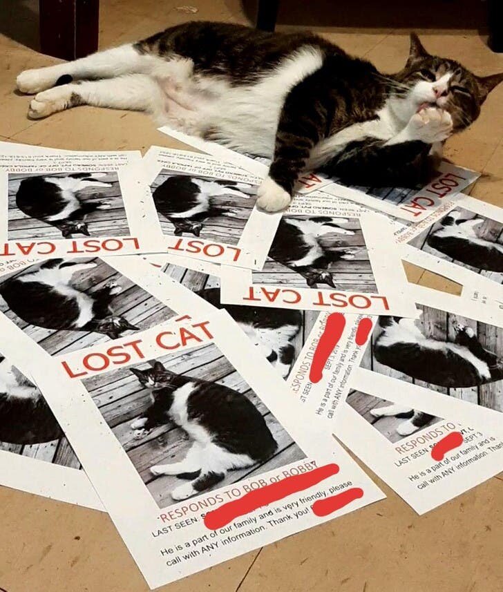 chat affiches sol
