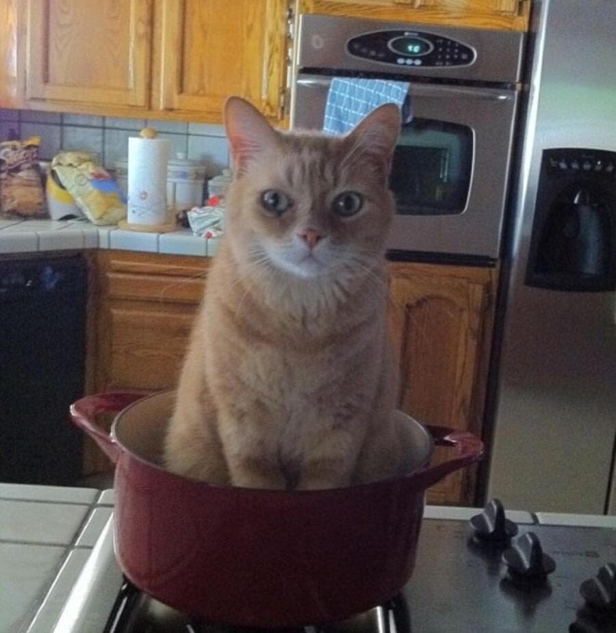chat casserole cuisine