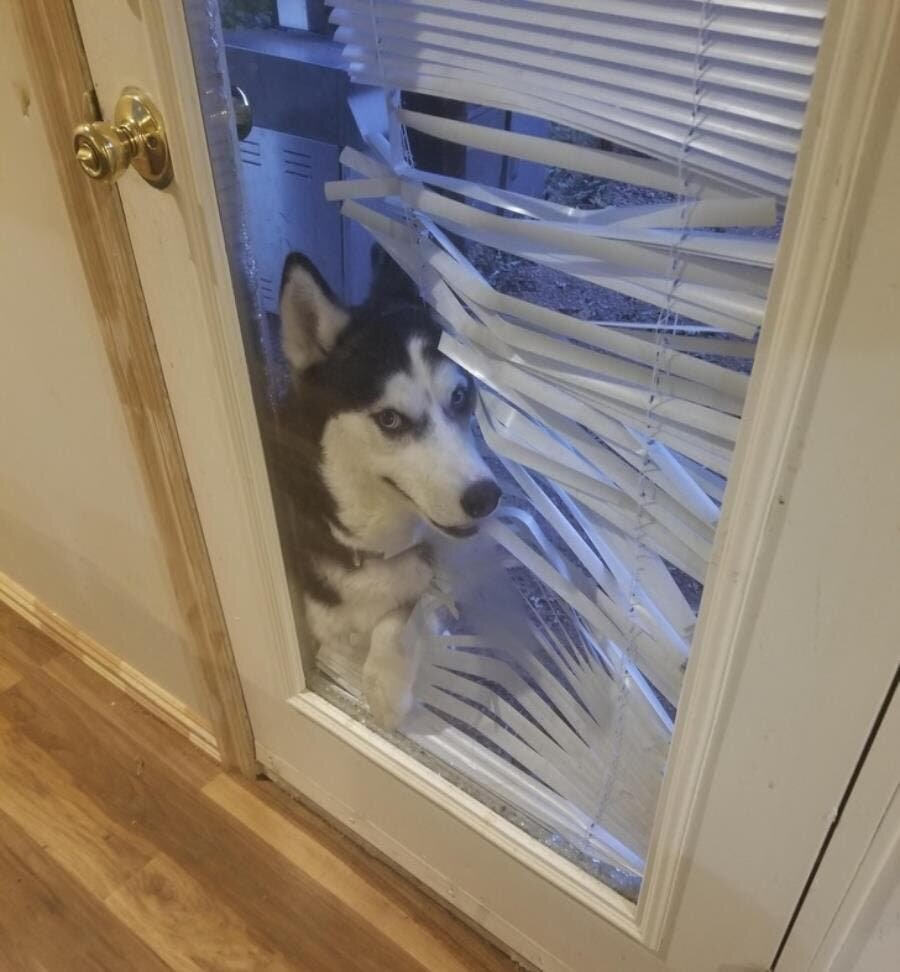 chien porte 