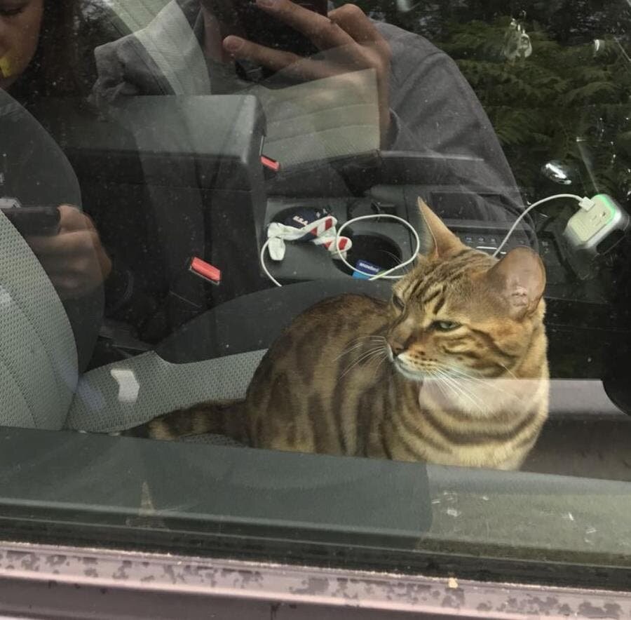 chat voiture clé