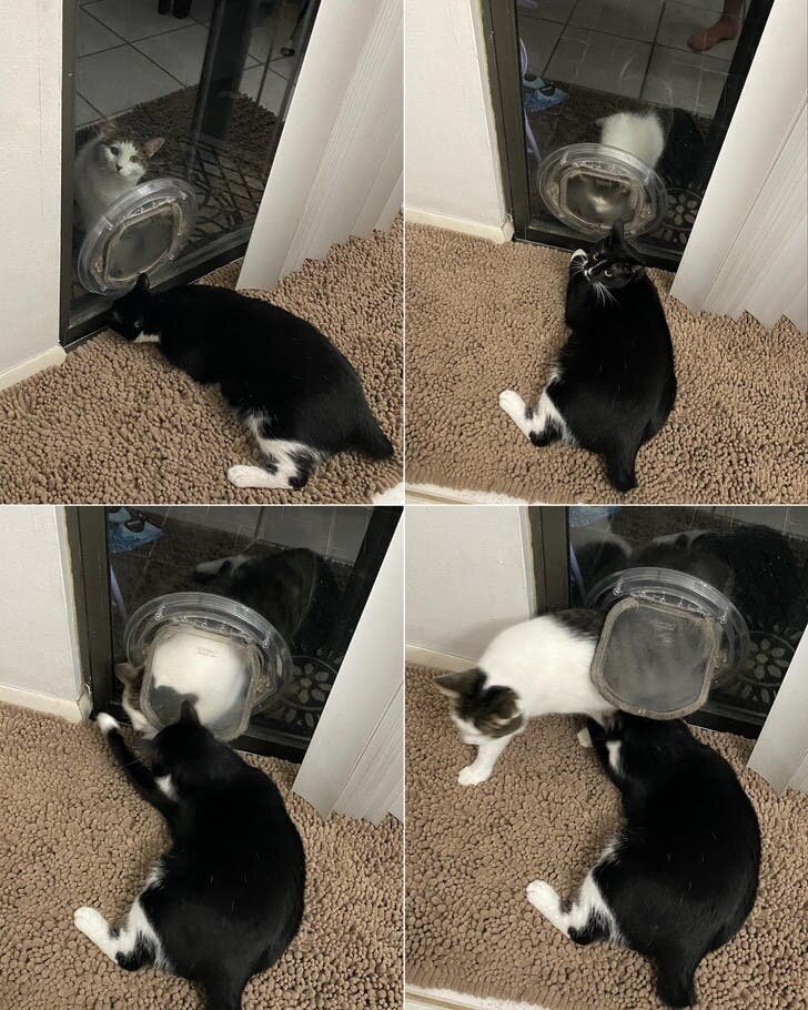 chats entrée maison