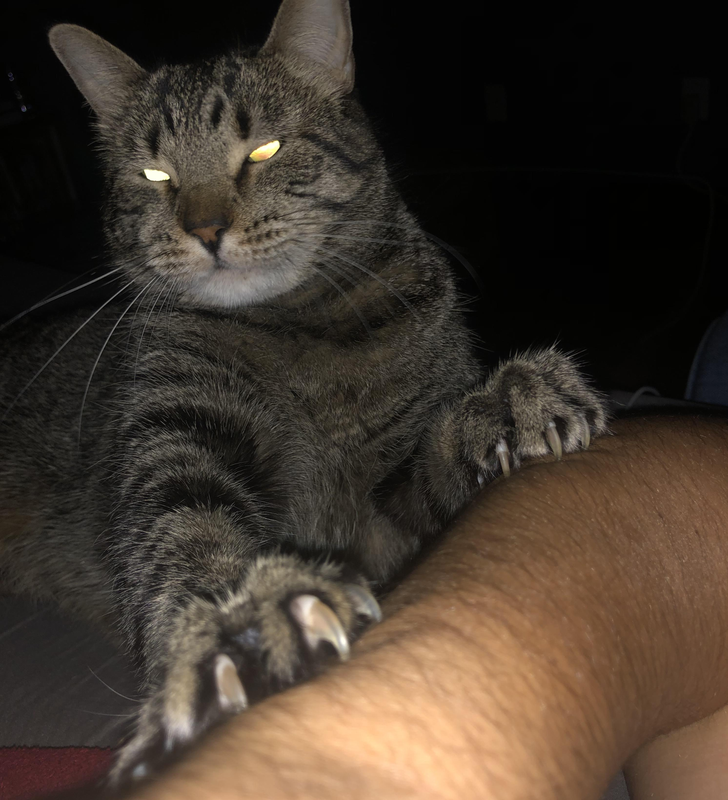 chat yeux luisants griffes